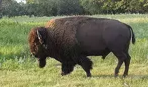 Bison big beast