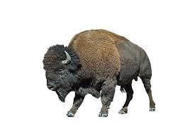 Bison big beast 3D model_2