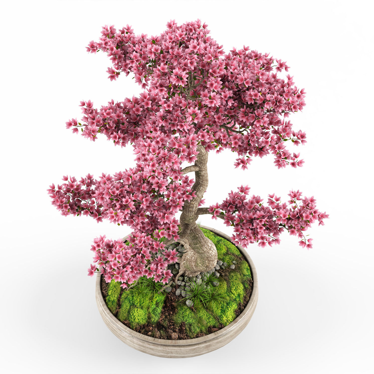 Sakura Bonsai tree 3D model_5