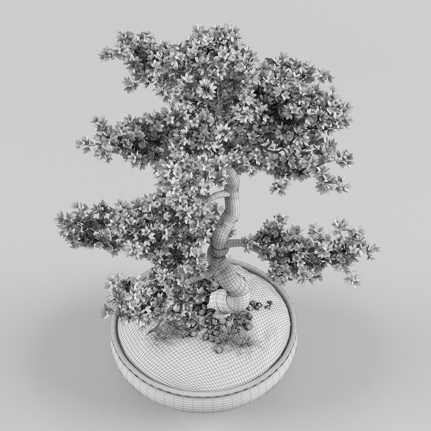Sakura Bonsai tree 3D model_8