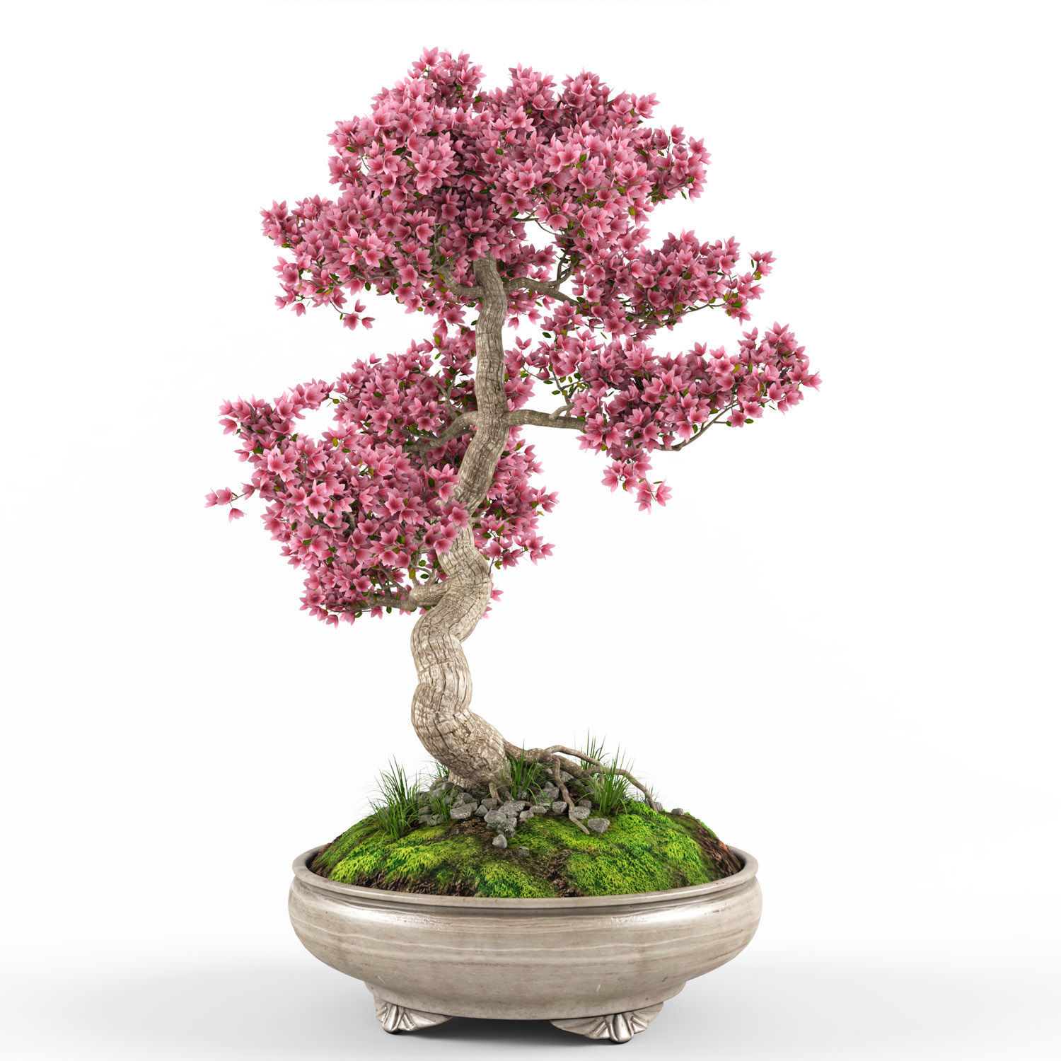 Sakura Bonsai tree 3D model_1