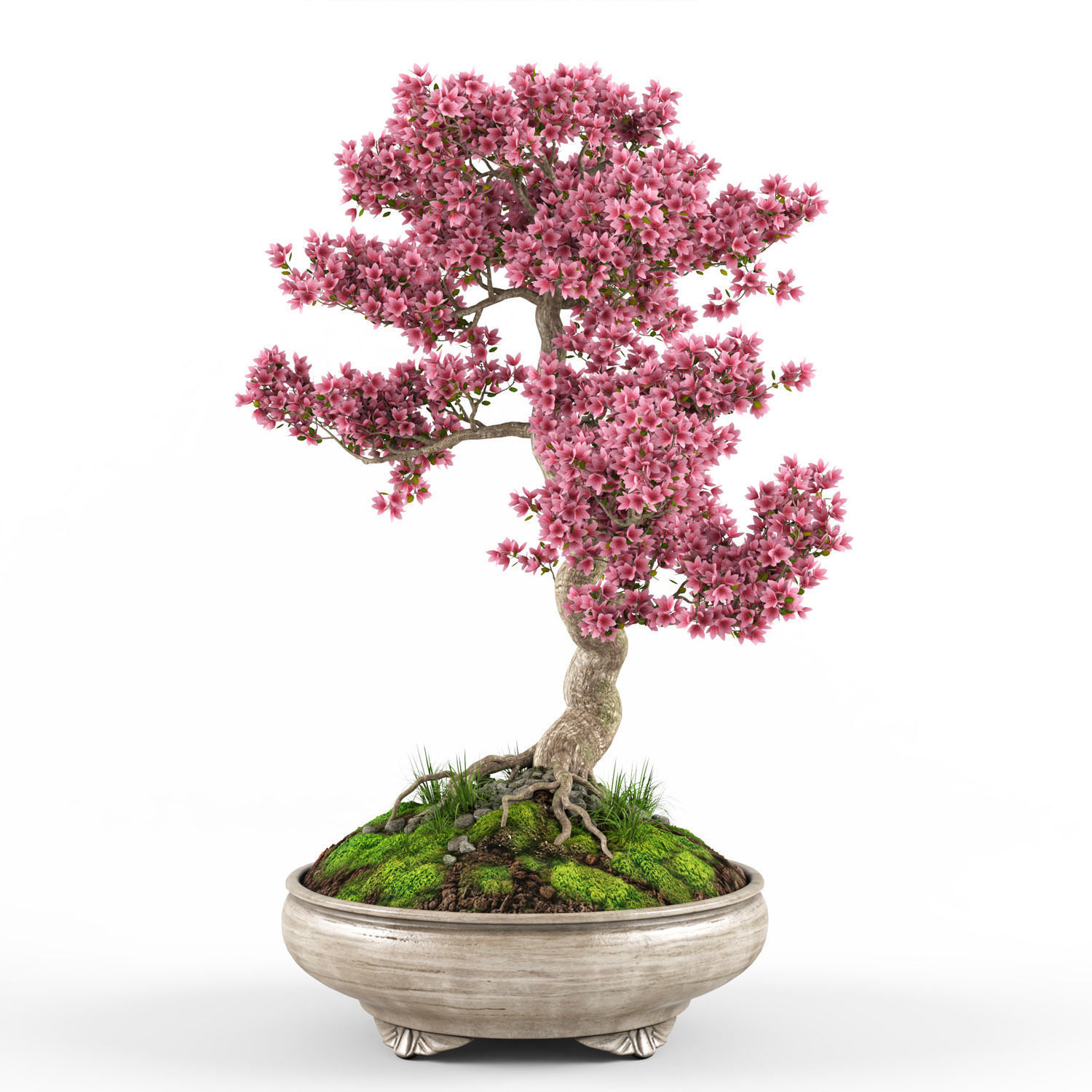 Sakura Bonsai tree 3D model_4