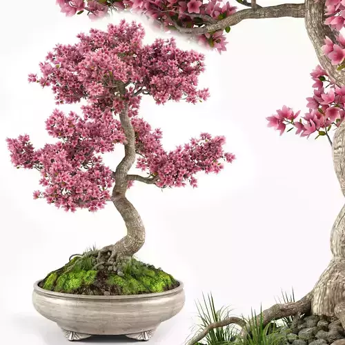 Sakura Bonsai tree 3D model