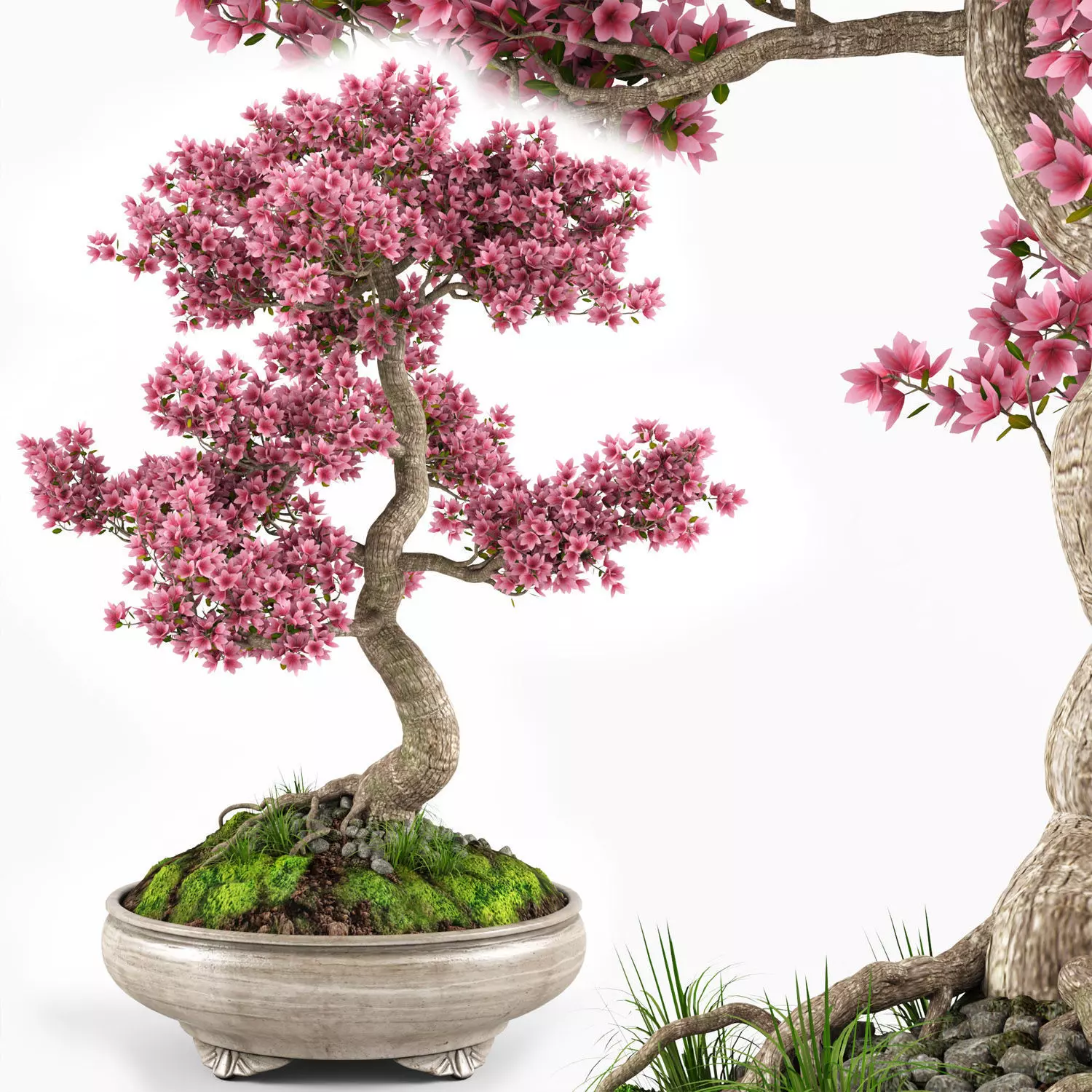 Sakura Bonsai tree 3D model_0