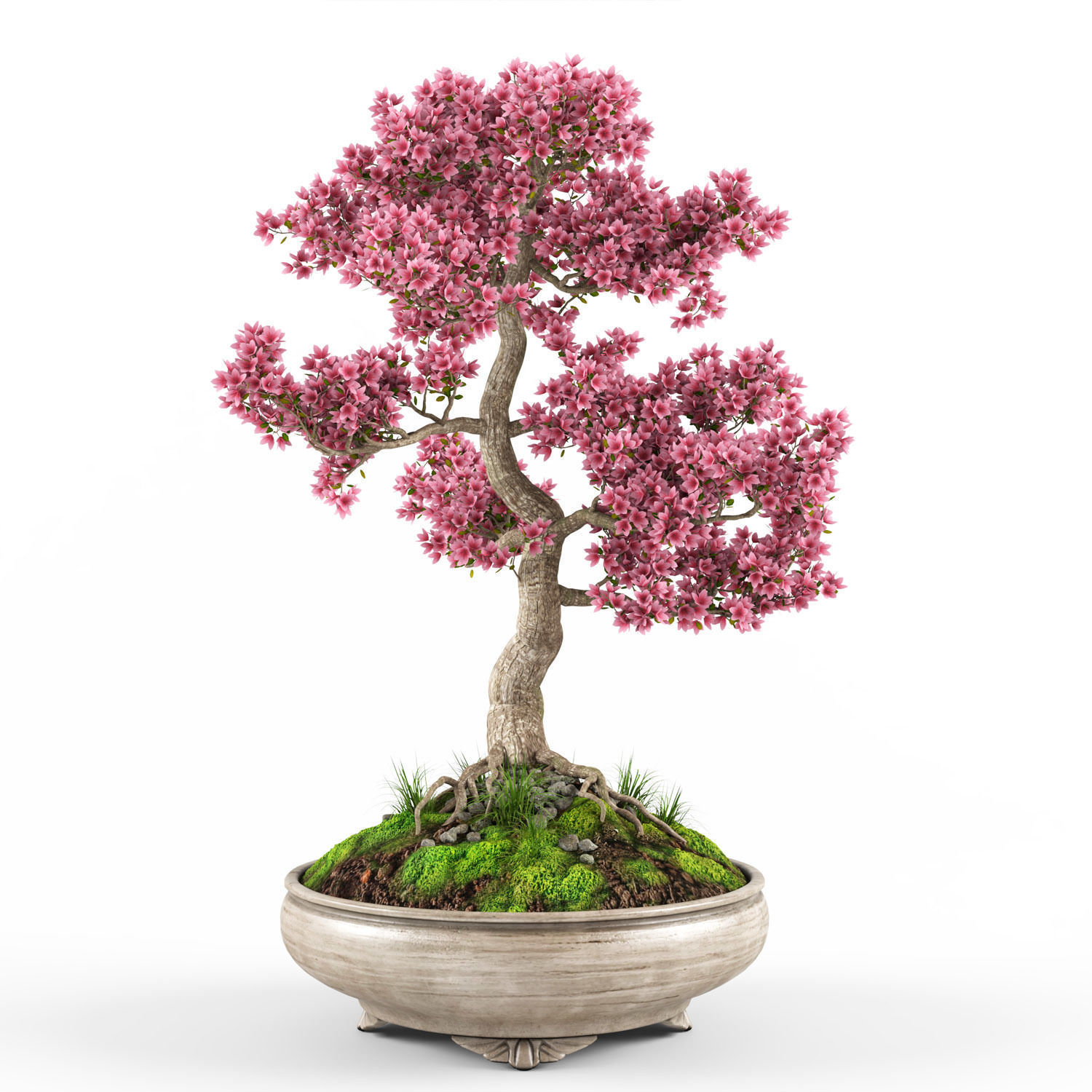 Sakura Bonsai tree 3D model_3