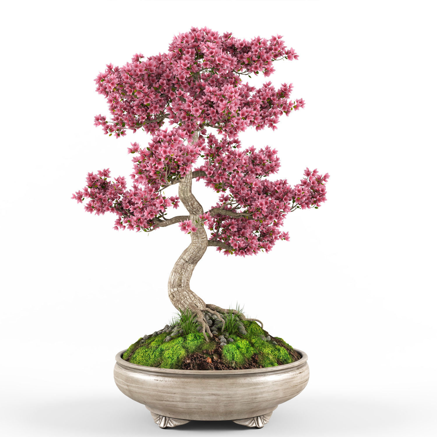 Sakura Bonsai tree 3D model_2