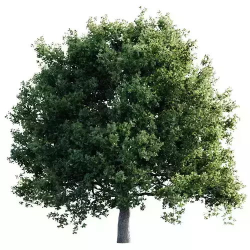 Oak 26m 3D model