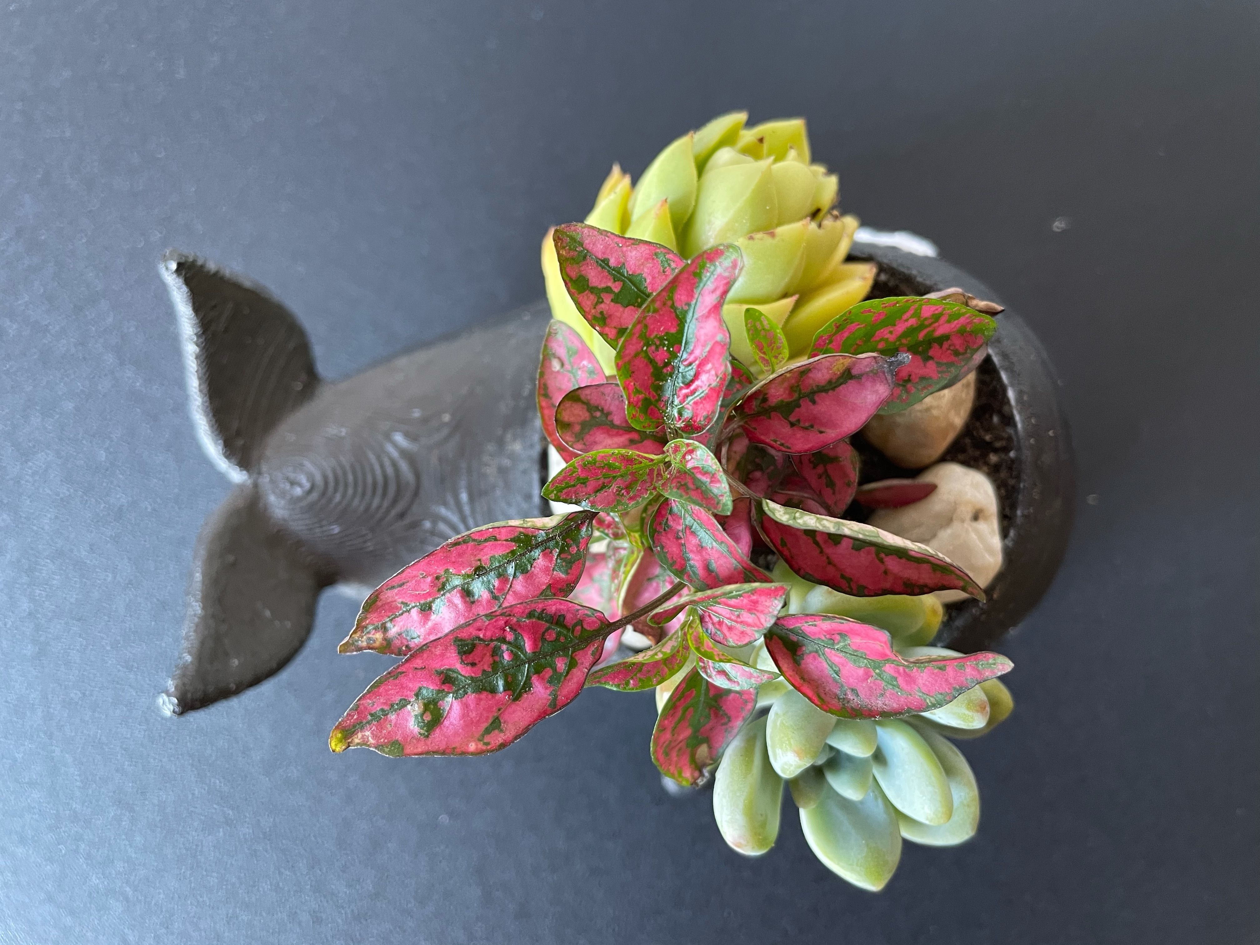 Orca Planter 3D print model_1