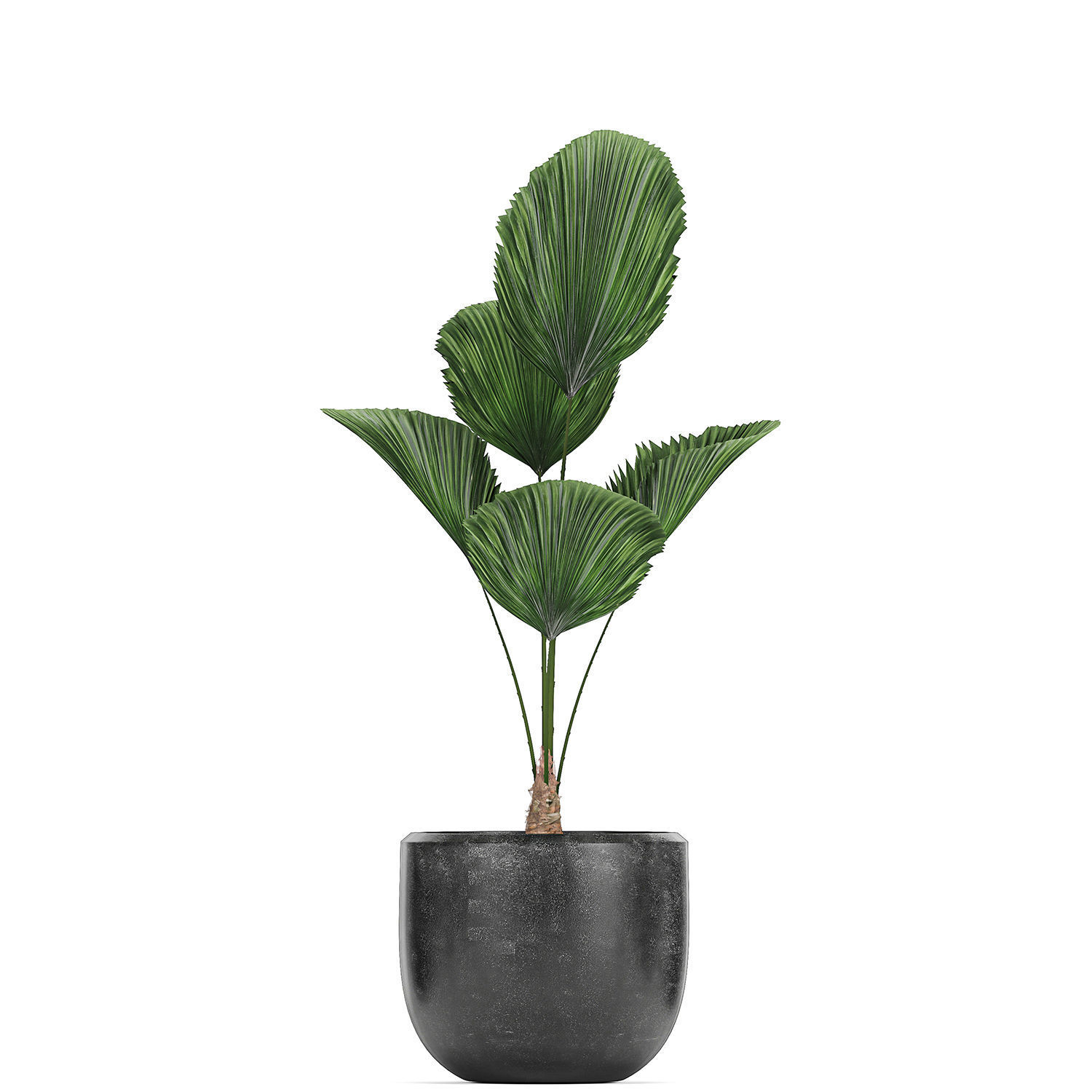 Collection of decorative plants in flowerpots 816 3D model_5