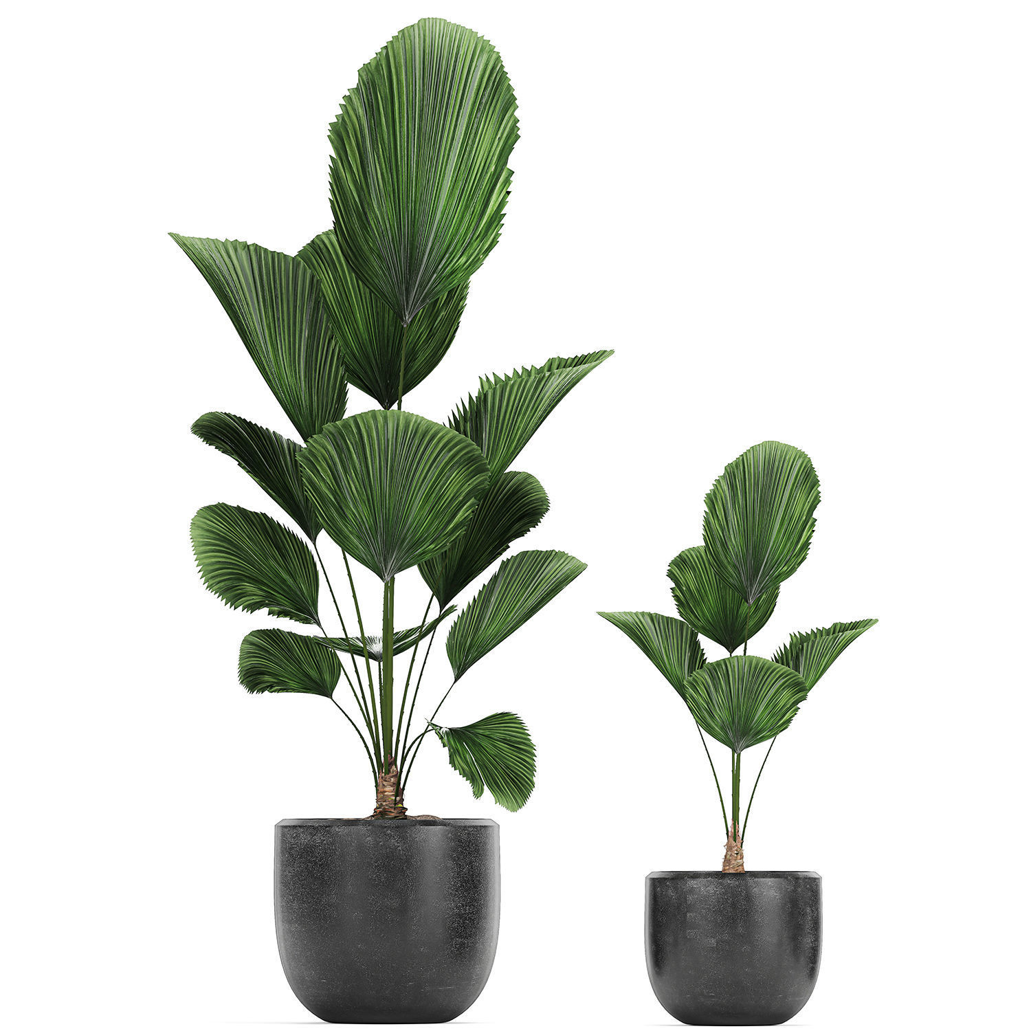 Collection of decorative plants in flowerpots 816 3D model_2