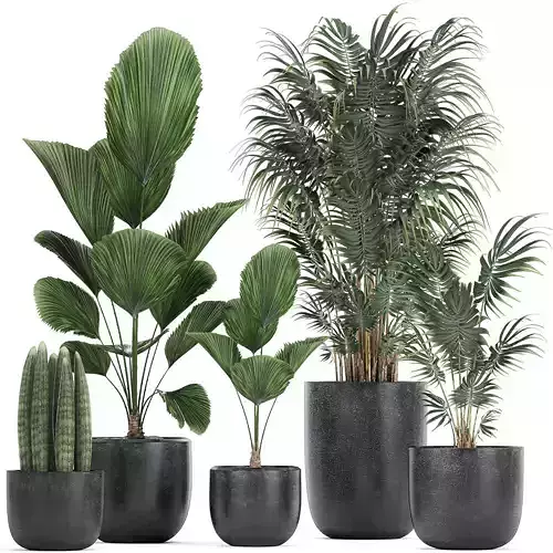 Collection of decorative plants in flowerpots 816 3D model
