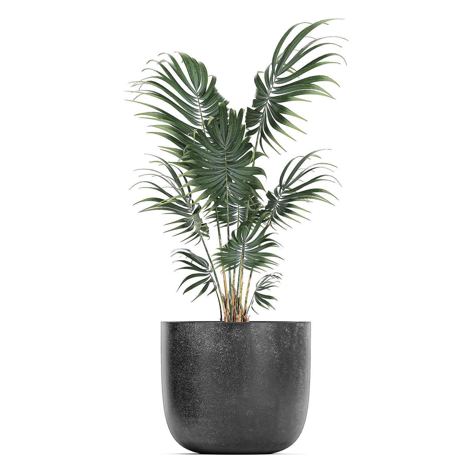 Collection of decorative plants in flowerpots 816 3D model_8