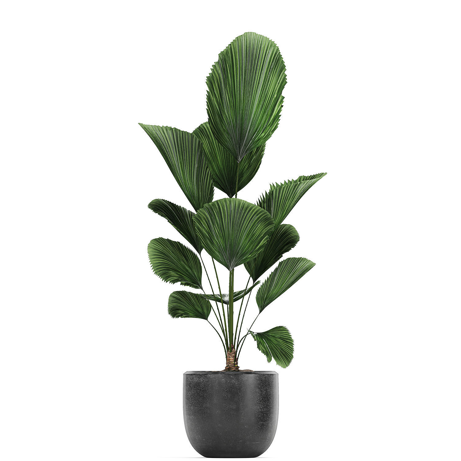 Collection of decorative plants in flowerpots 816 3D model_4