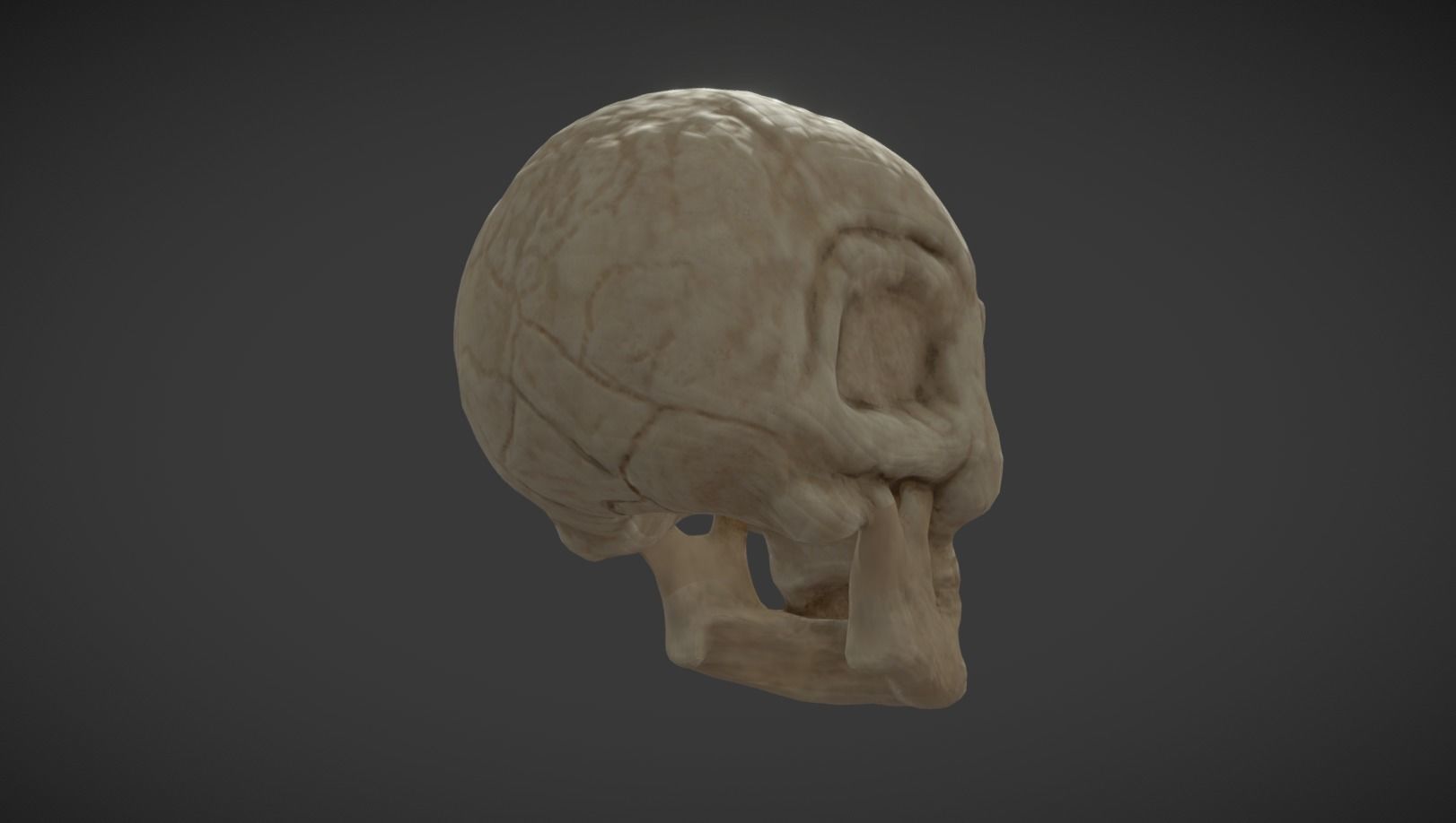 Skull 2 human Low-poly 3D model_1