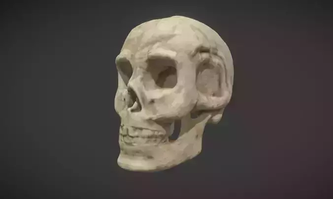 Skull 2 human