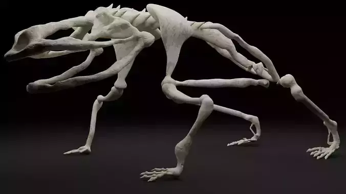 Frog skeleton