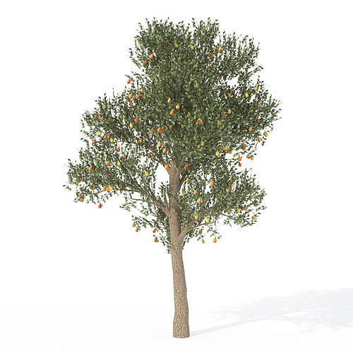 2020 XfrogPlants Fruit Trees Library  3D model 6