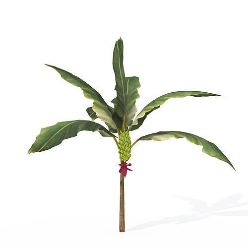 2020 XfrogPlants Fruit Trees Library  3D model 7