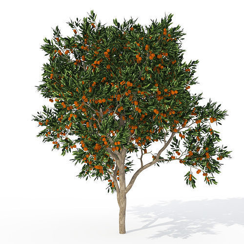 2020 XfrogPlants Fruit Trees Library  3D model 4