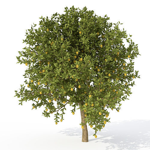 2020 XfrogPlants Fruit Trees Library  3D model 5