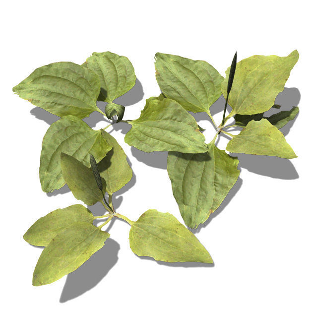 2020 XfrogPlants Groundcover Library  3D model_4