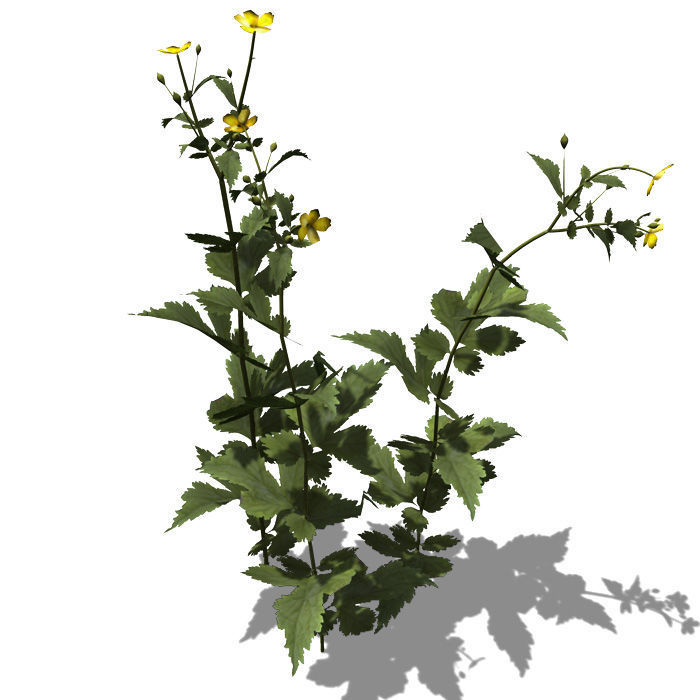 2020 XfrogPlants Groundcover Library  3D model_8