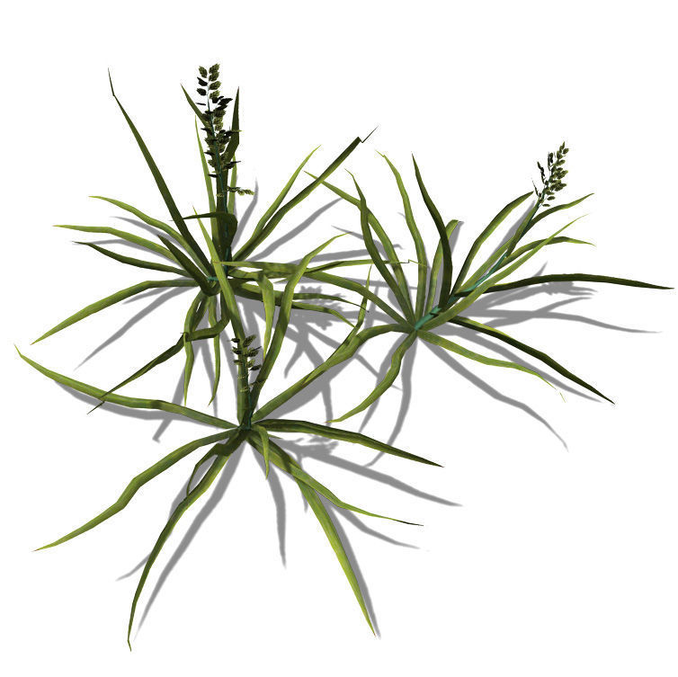 2020 XfrogPlants Groundcover Library  3D model_3