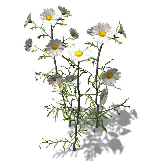 2020 XfrogPlants Groundcover Library  3D model_10