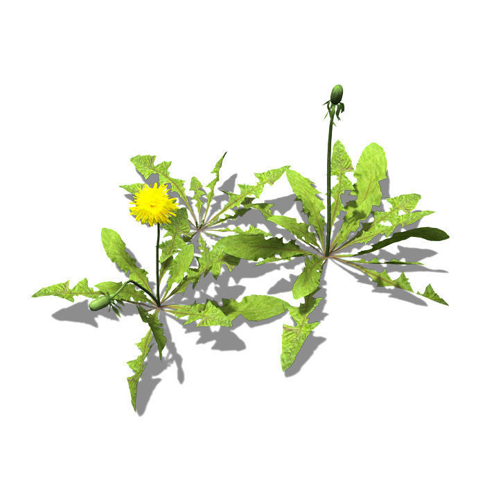 2020 XfrogPlants Groundcover Library  3D model_5
