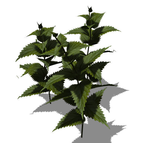 2020 XfrogPlants Groundcover Library  3D model_6
