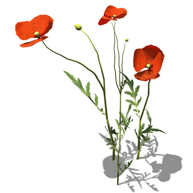 2020 XfrogPlants Groundcover Library  3D model_9