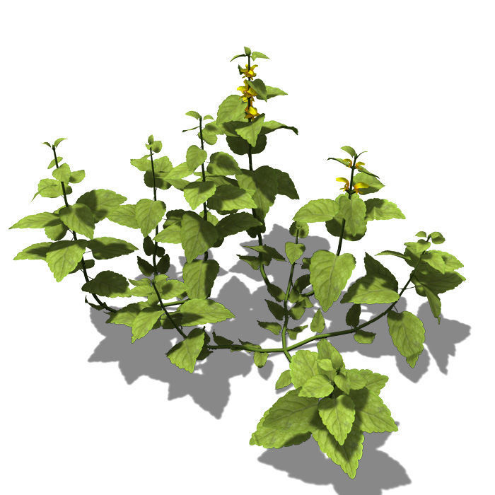 2020 XfrogPlants Groundcover Library  3D model_7