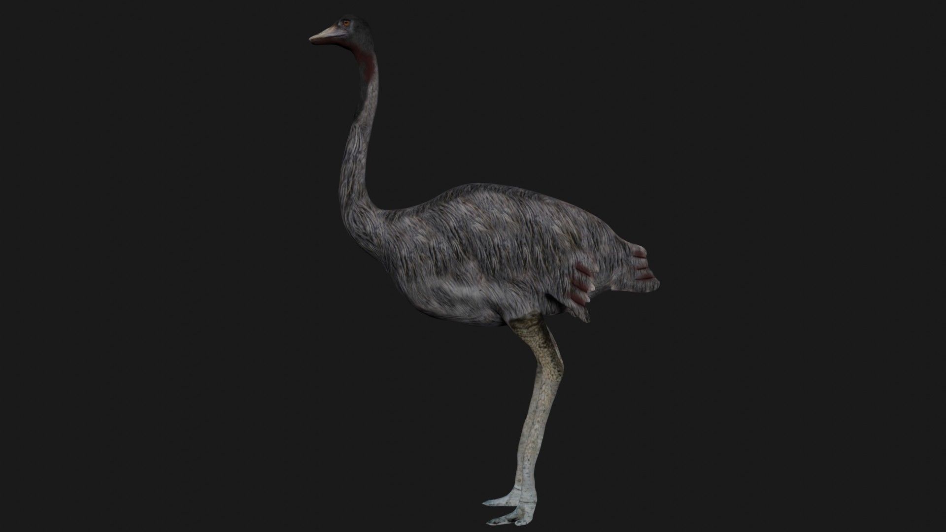 Emu and Ostrich birds 3D model_1