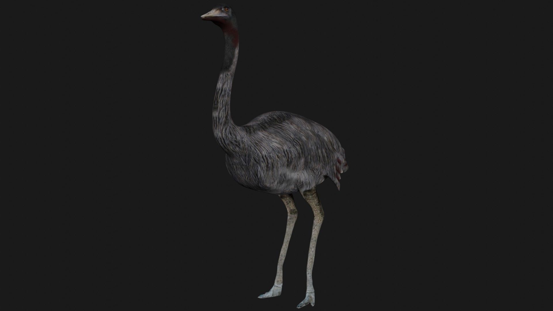Emu and Ostrich birds 3D model_3