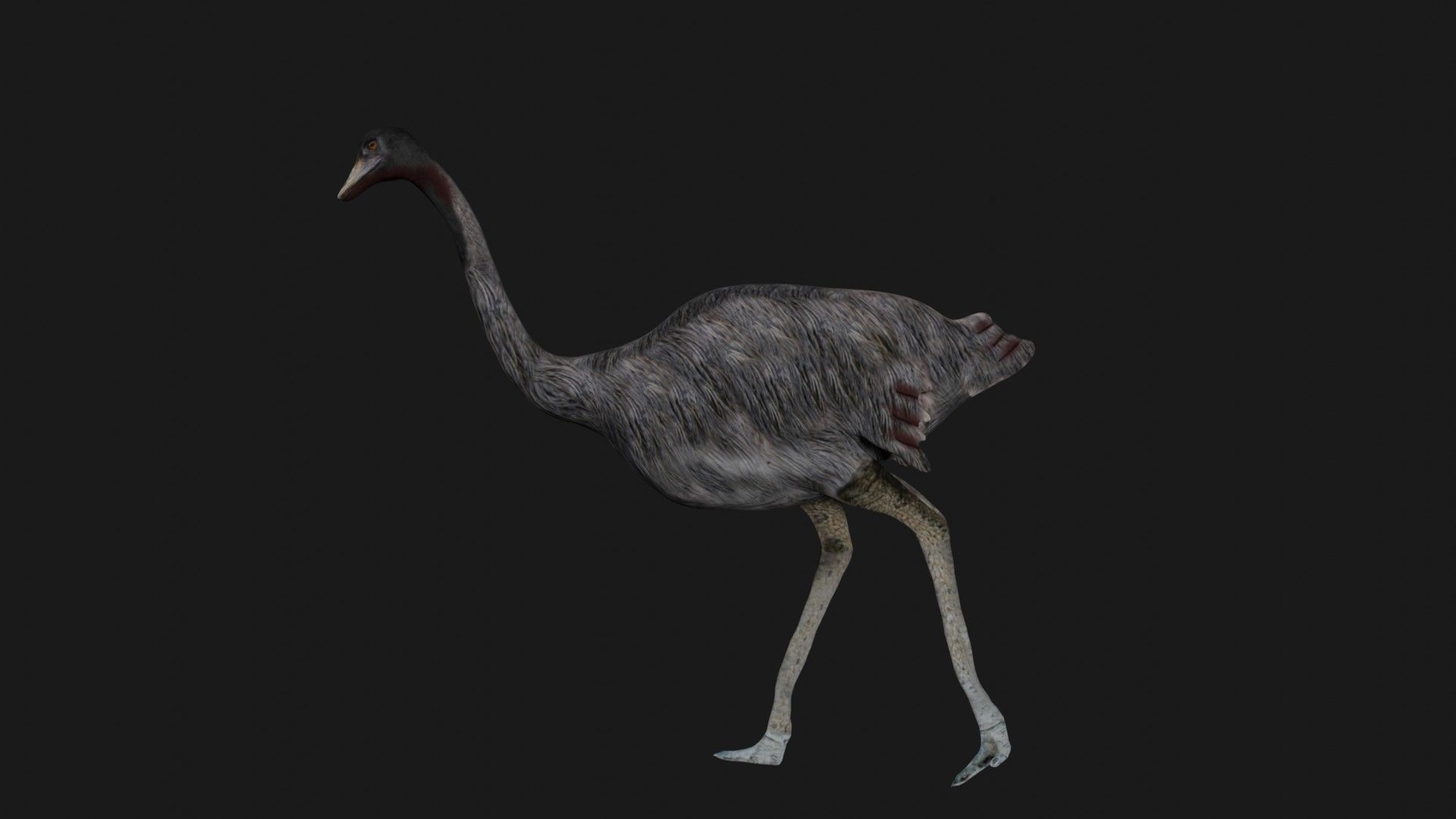 Emu and Ostrich birds 3D model_2