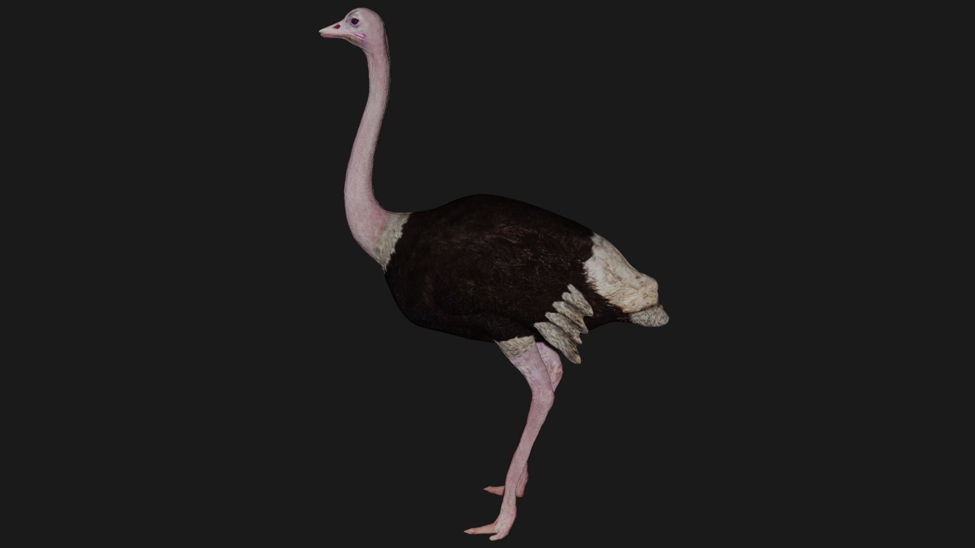 Emu and Ostrich birds 3D model_11