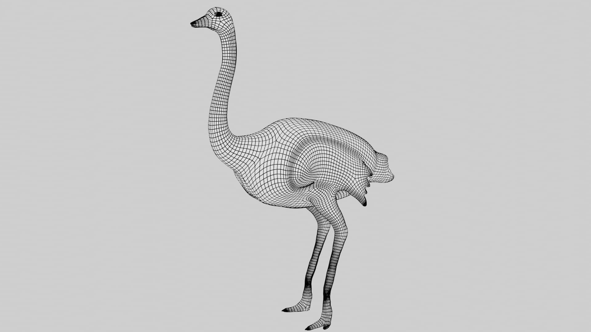 Emu and Ostrich birds 3D model_17