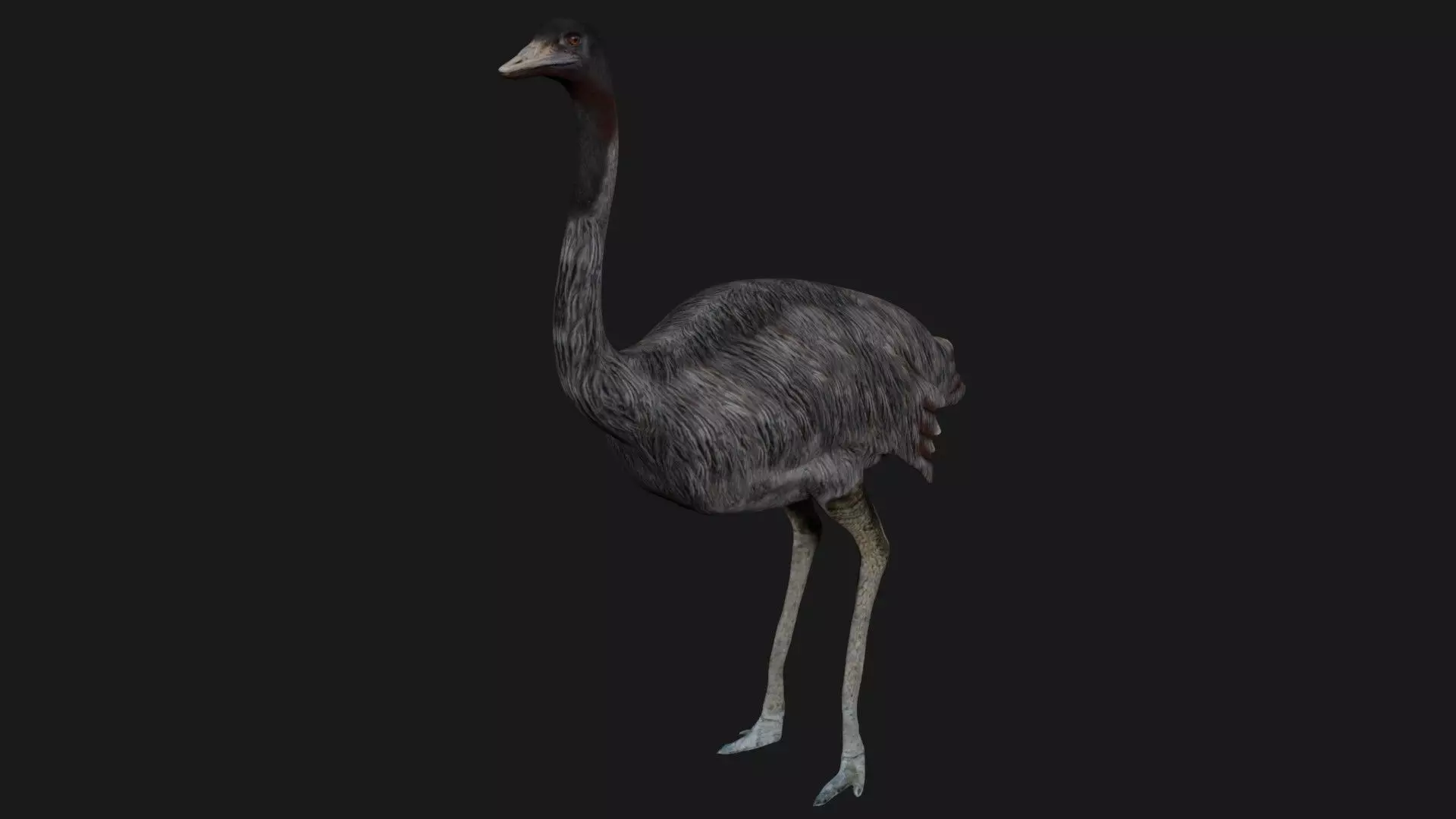 Emu and Ostrich birds 3D model_0