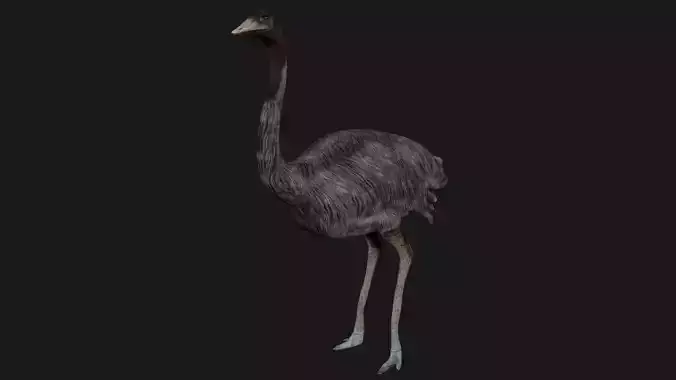 Emu and Ostrich birds 3D model