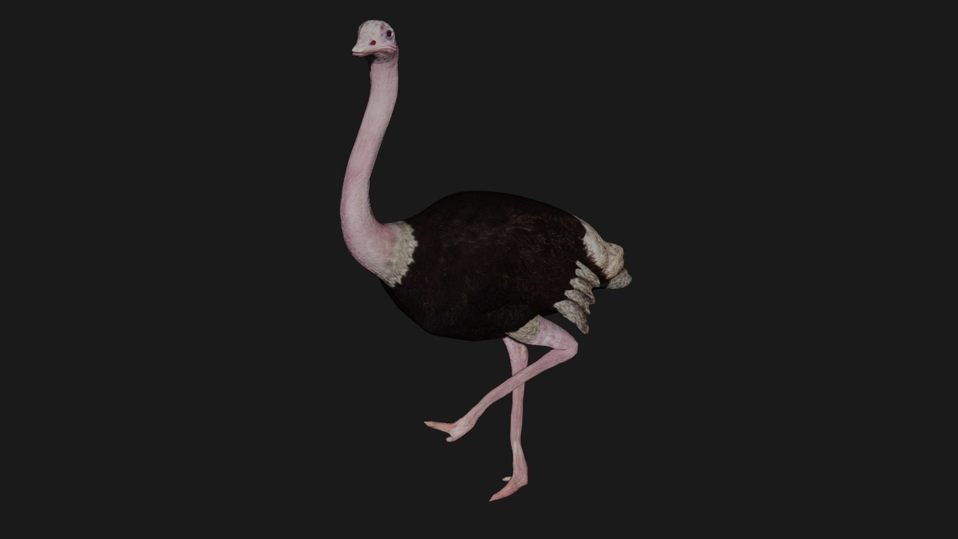 Emu and Ostrich birds 3D model_9