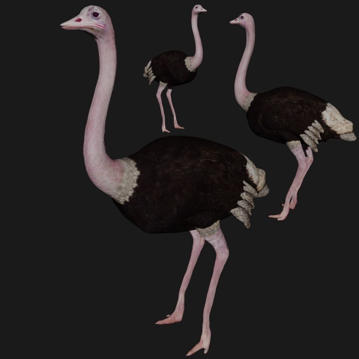 Emu and Ostrich birds 3D model_6