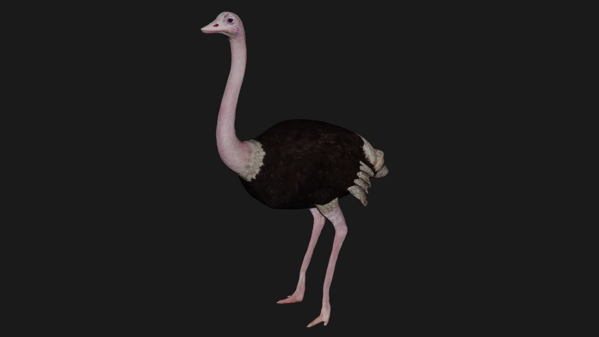 Emu and Ostrich birds 3D model_8