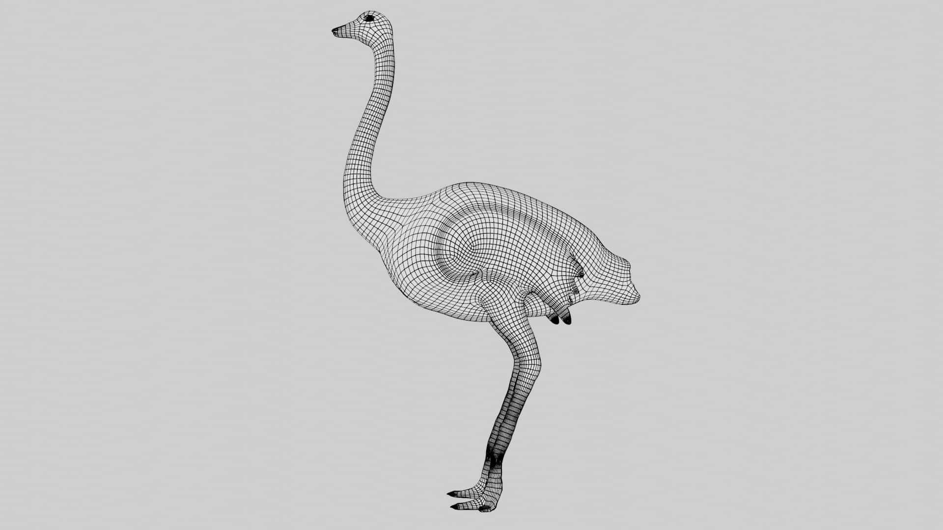 Emu and Ostrich birds 3D model_16