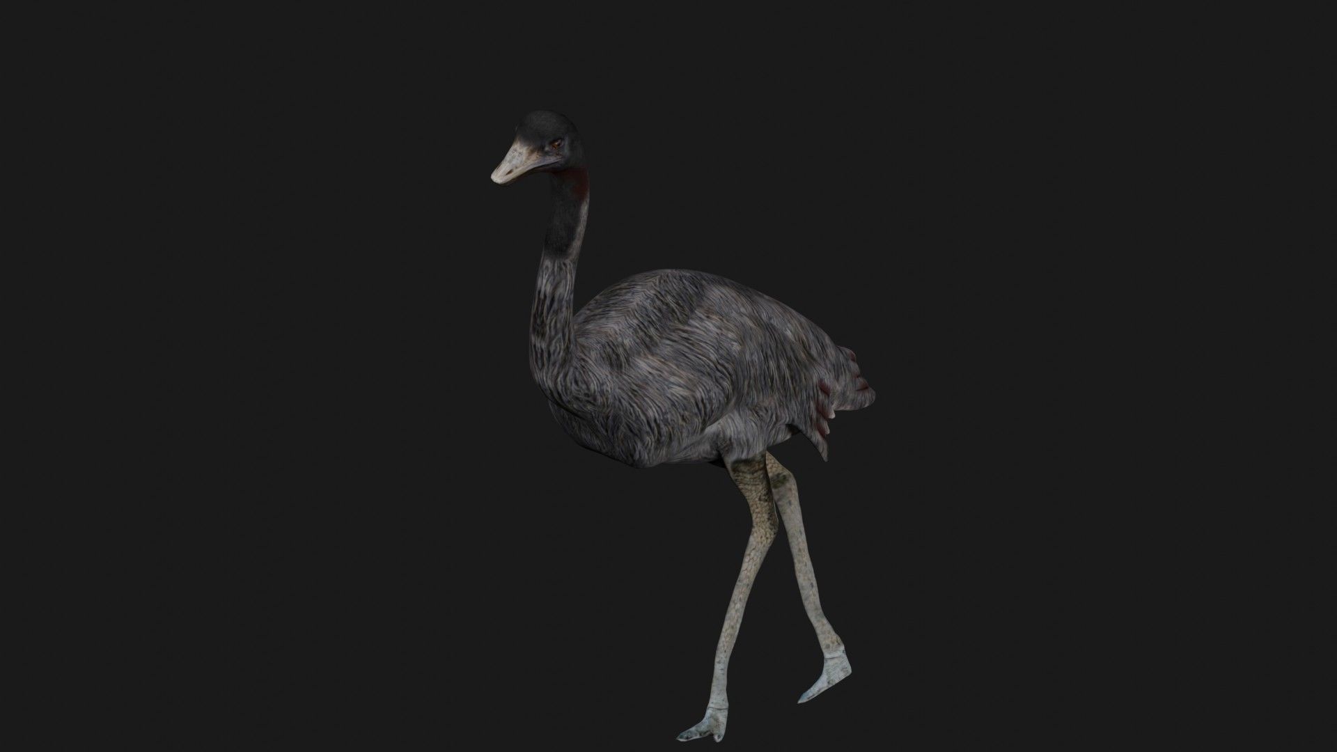 Emu and Ostrich birds 3D model_4