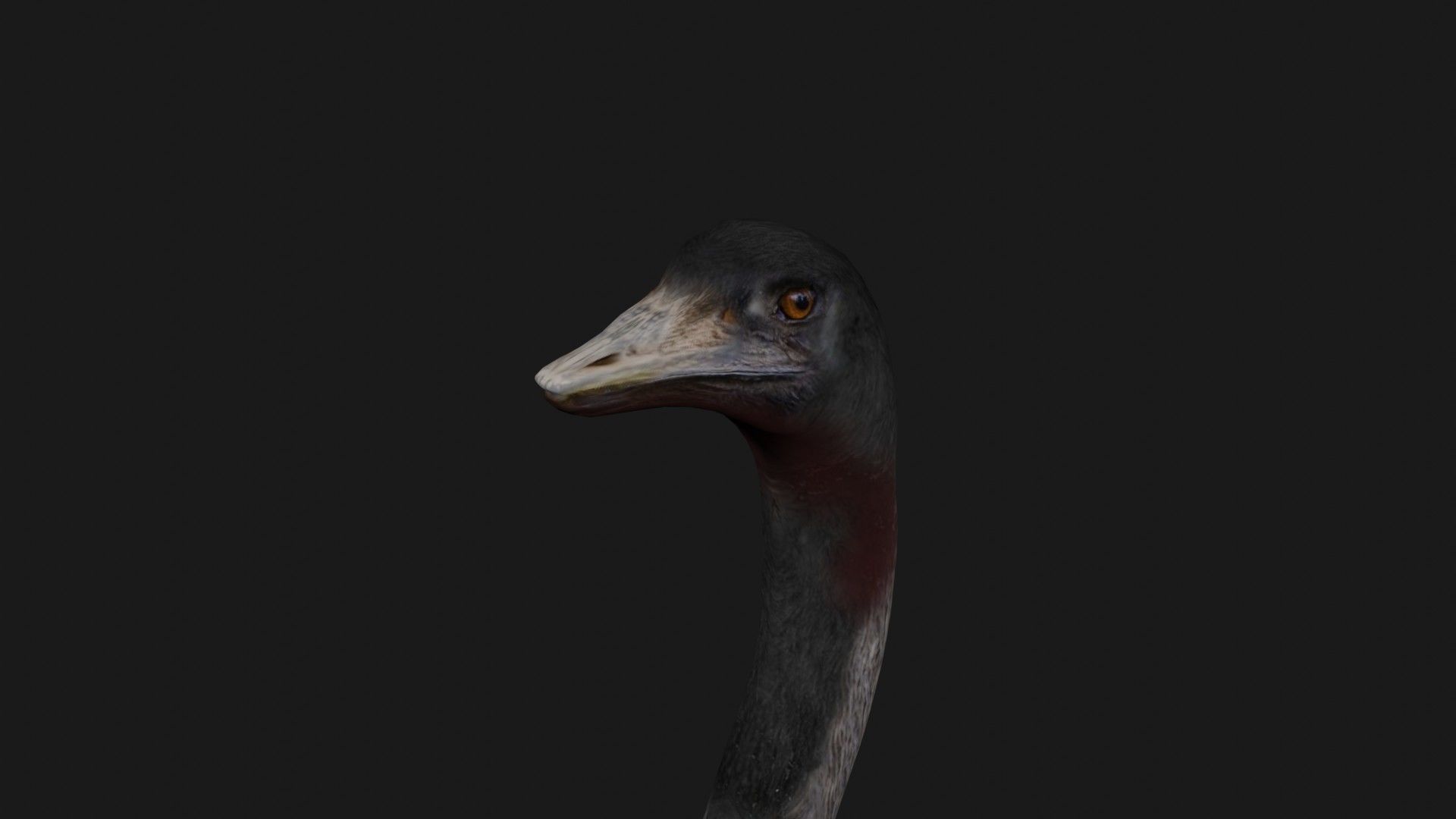 Emu and Ostrich birds 3D model_5