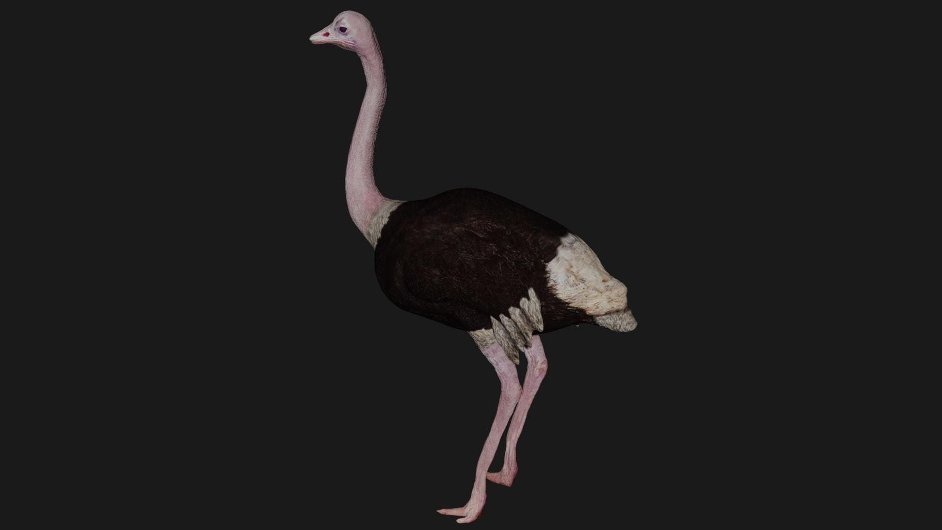 Emu and Ostrich birds 3D model_13