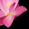 fffbbbbbbbbbb lotus flower 3D model
