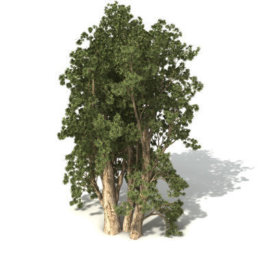 2020 XfrogPlants Oceania 3 Library  3D model_21
