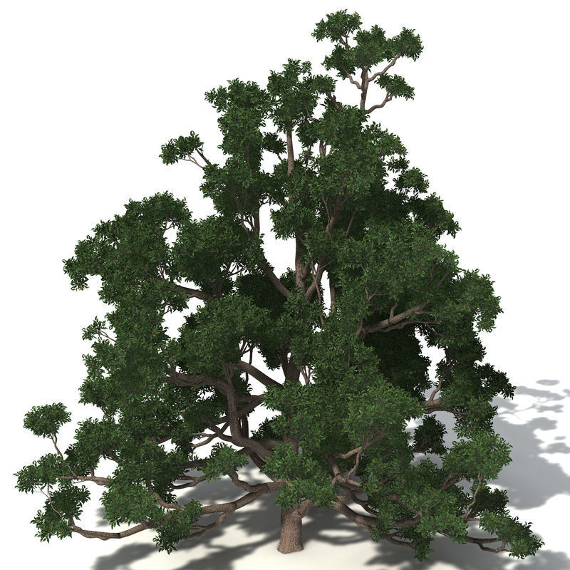 2020 XfrogPlants Oceania 3 Library  3D model_9