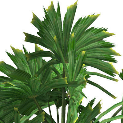 2020 XfrogPlants Oceania 3 Library  3D model_18